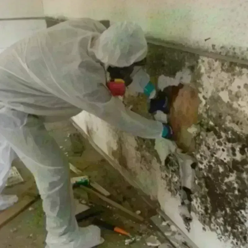 Mold Remediation and Removal in Kent City, MI